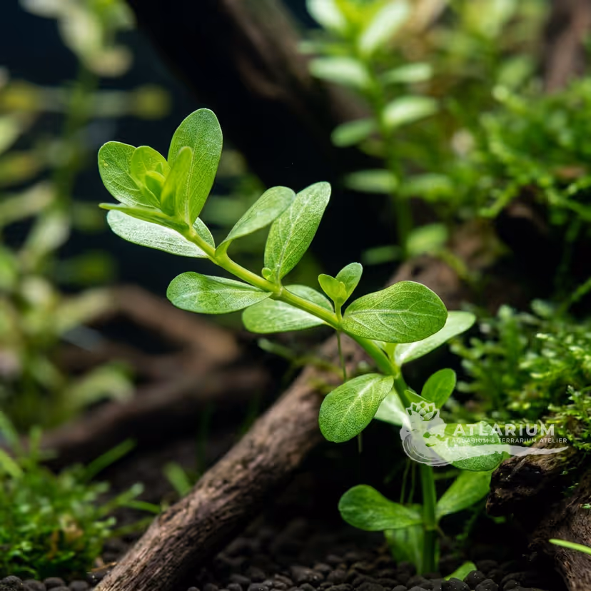 Bacopa australis