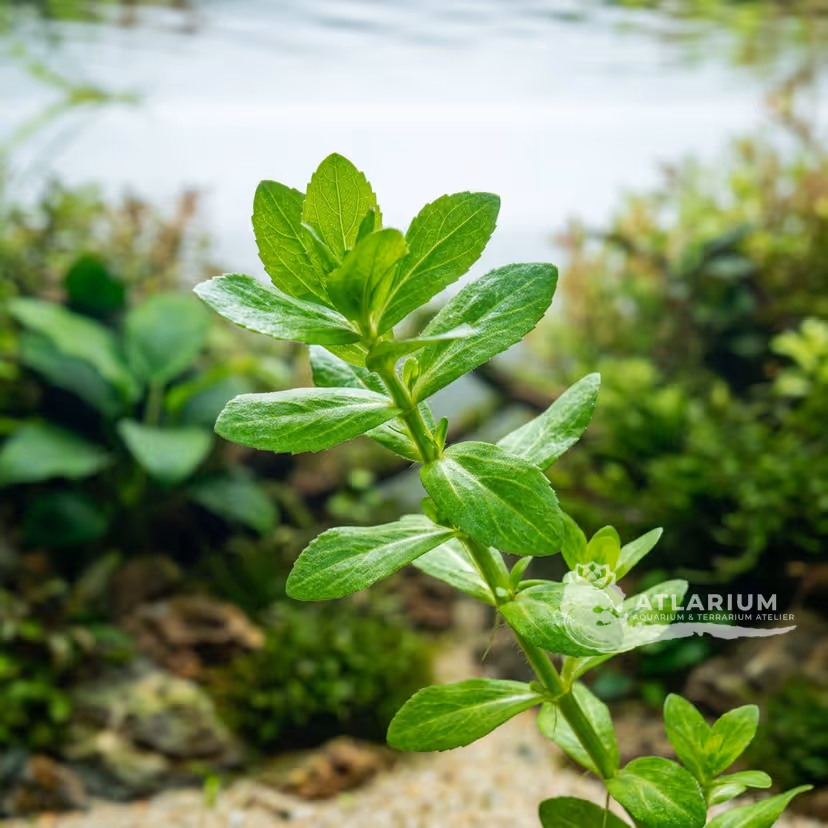 Bacopa del Madagascar