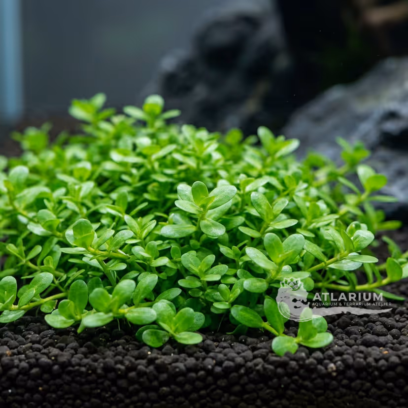Bacopa monnieri 'Compact'