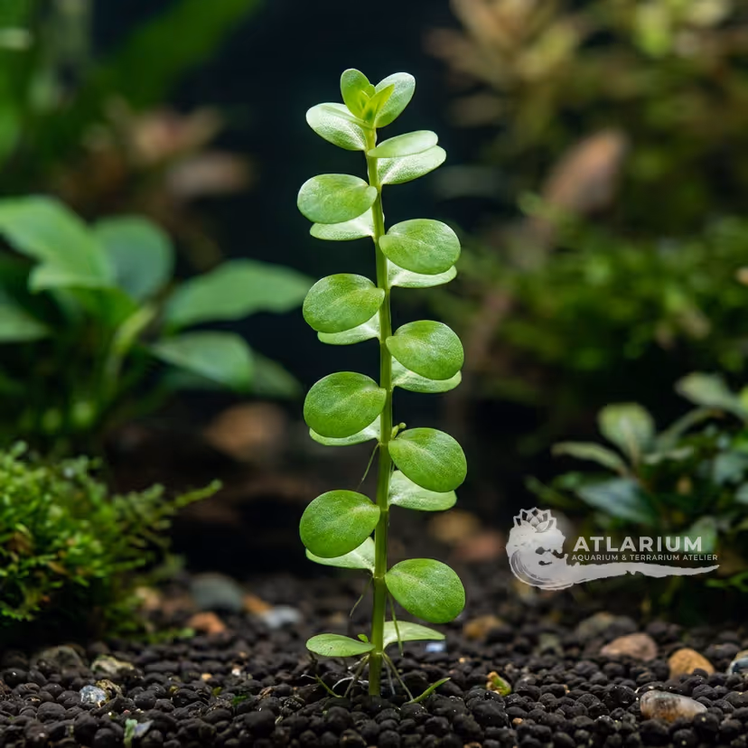 Bacopa monnieri "Rundblättrig"