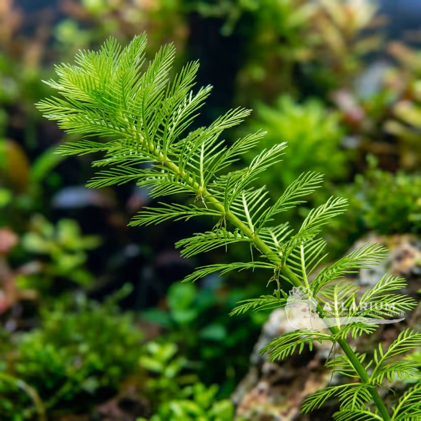 Bacopa miriofilloide