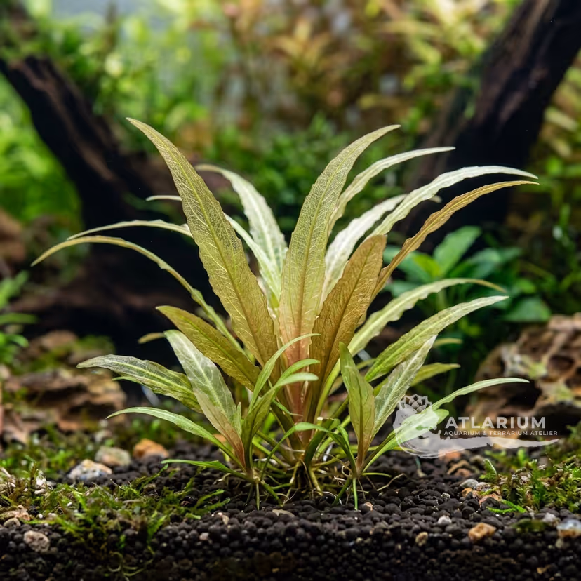Blyxa japonica var. alternifolia