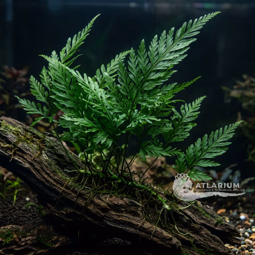 Helecho de Congo (Bolbitis heudelotii)