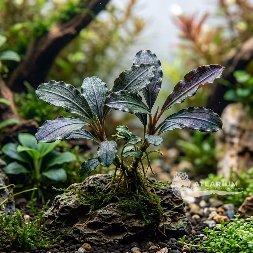 Bucephalandra kishii