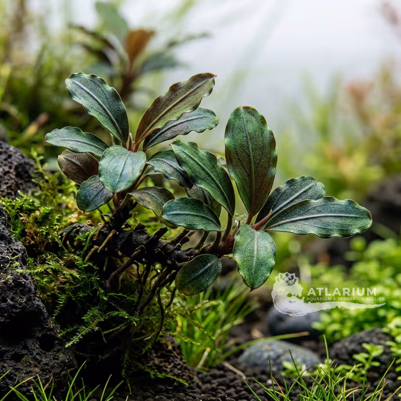 Bucephalandra motleyana