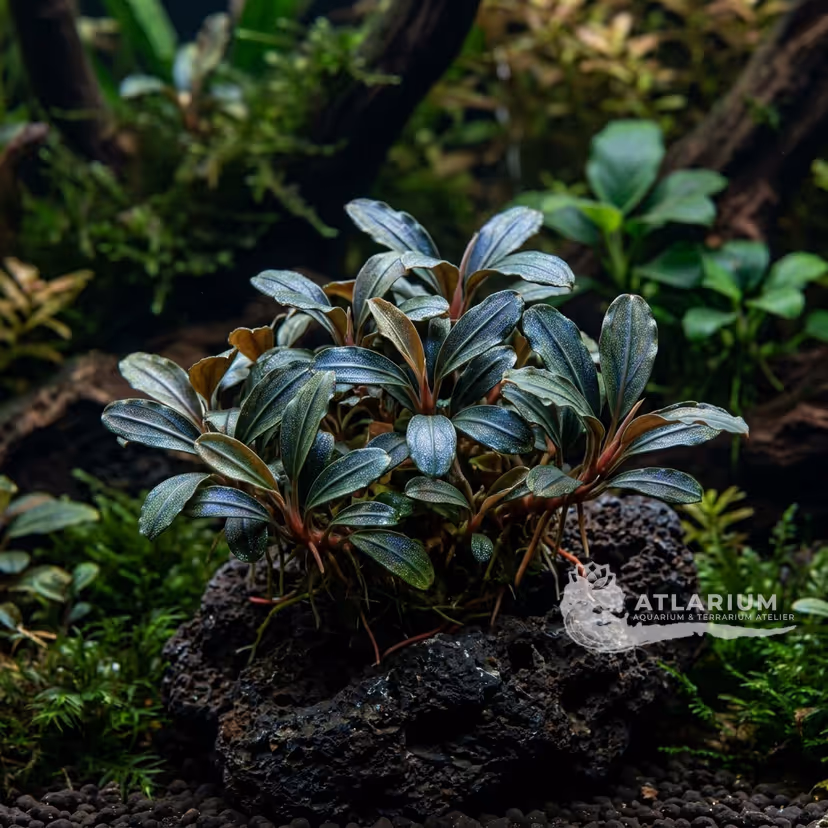 Bucephalandra motleyana "Pancuraji"
