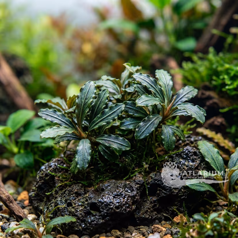 Bucephalandra enana