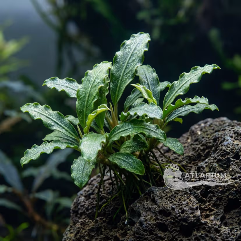Bucephalandra pygmaea "Bukit Kelam / Sintang"