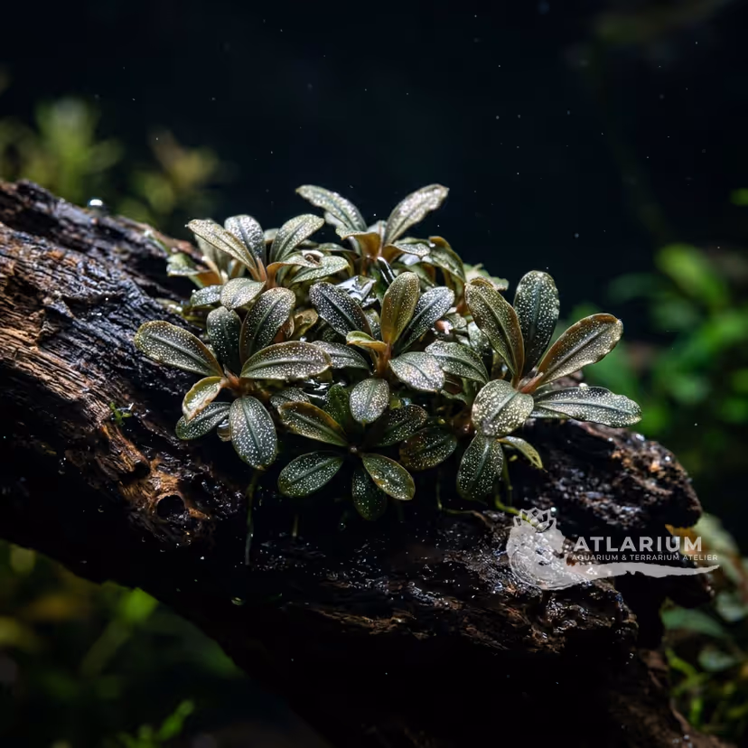Bucephalandra pygmaea "Kapit"