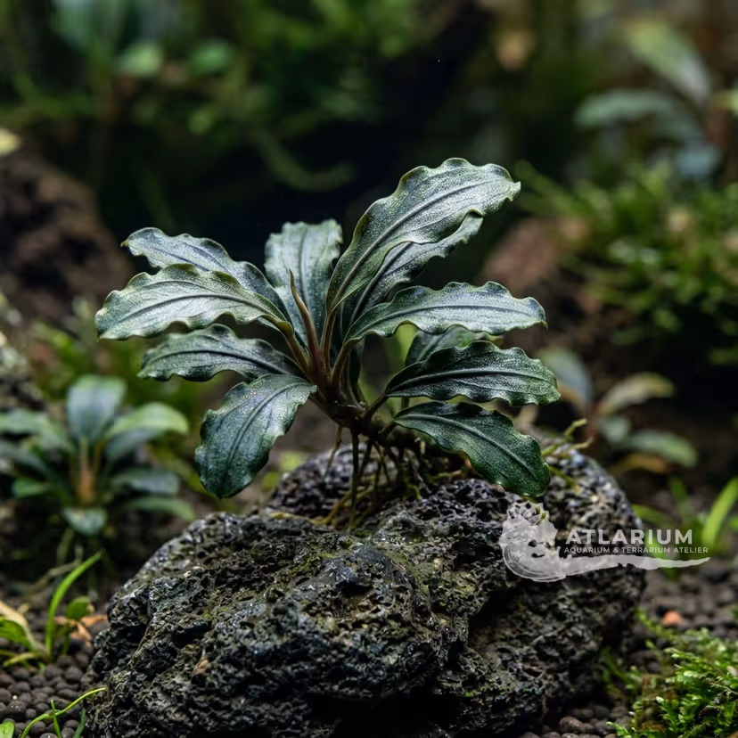 Bucephalandra sordidula