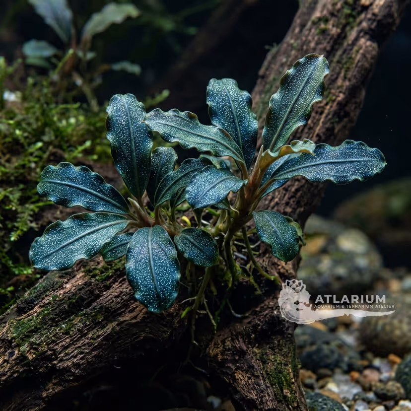 Bucephalandra