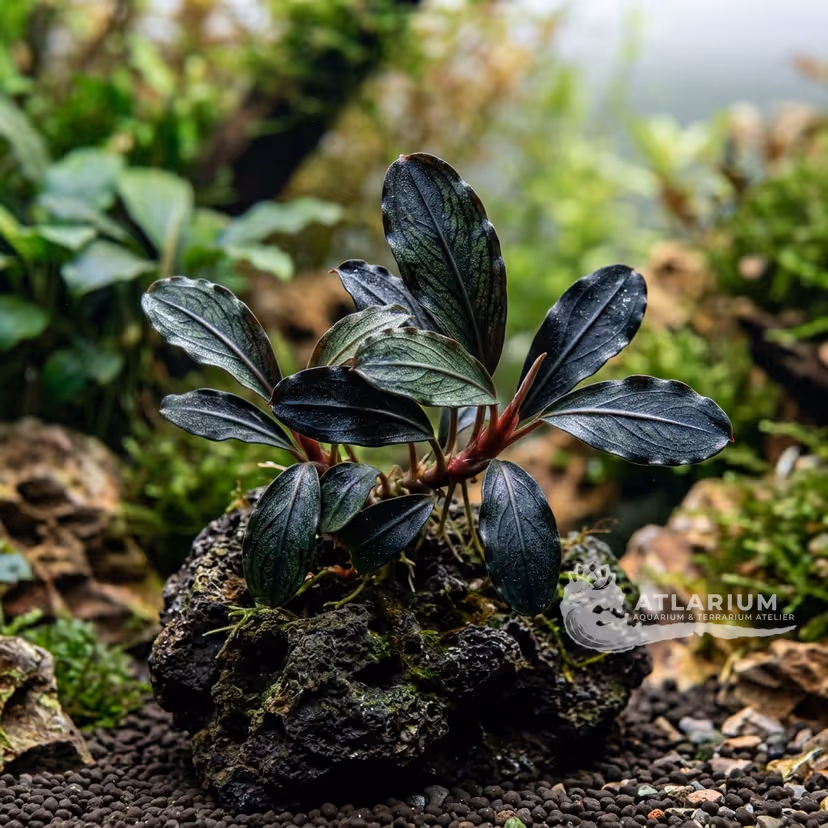Bucephalandra sp. "Black Leaf"
