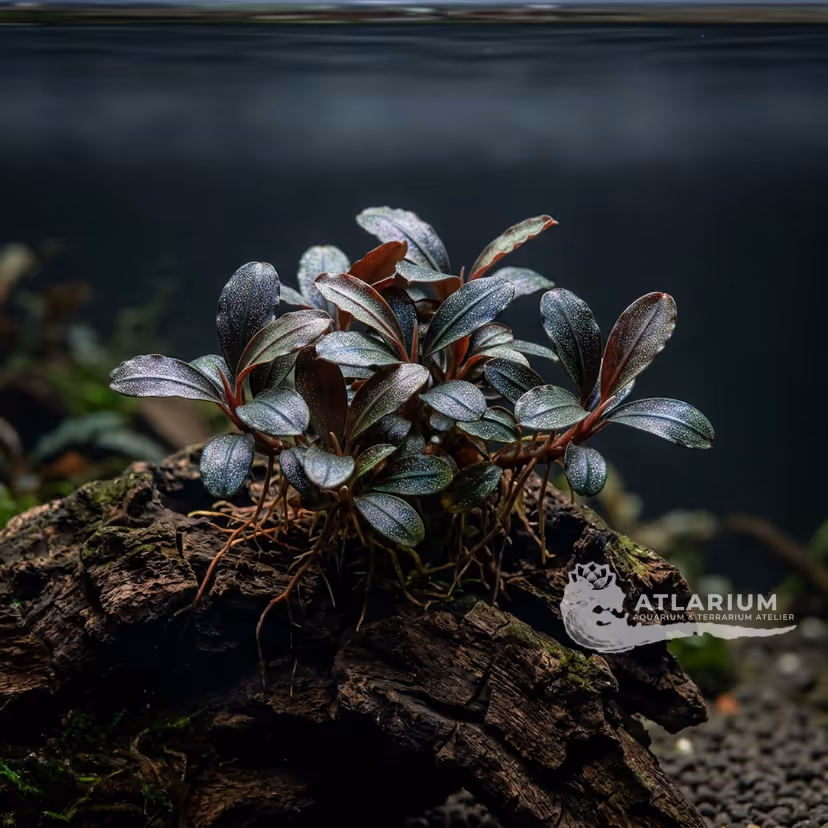 Bucephalandra sp. "Bodok"