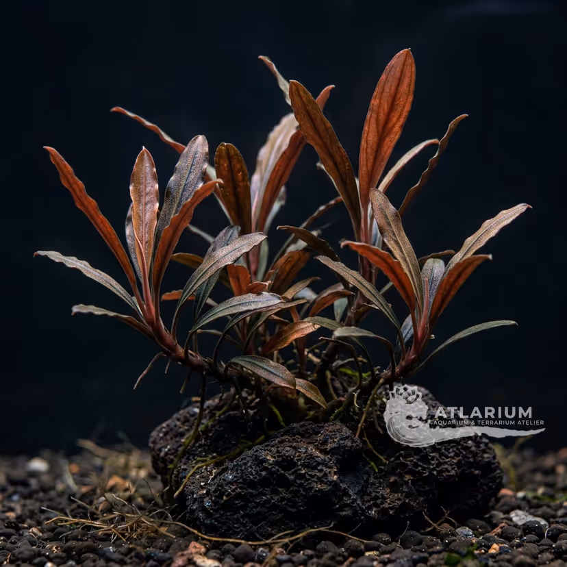 Bucephalandra sp. "Braun-rot narrow"