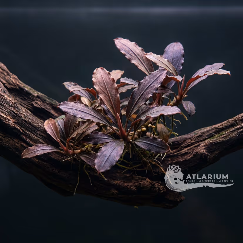 Bucephalandra sp. "Braun-rot" ("Serimbu")
