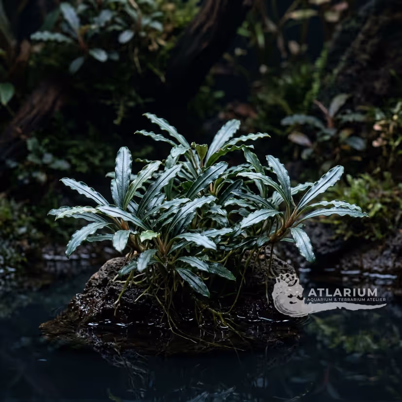 Bucephalandra sp. "Gunung Sumpit"
