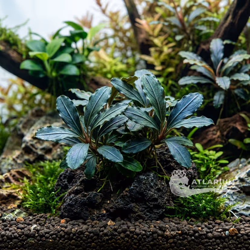Bucephalandra sp. "Melawi"