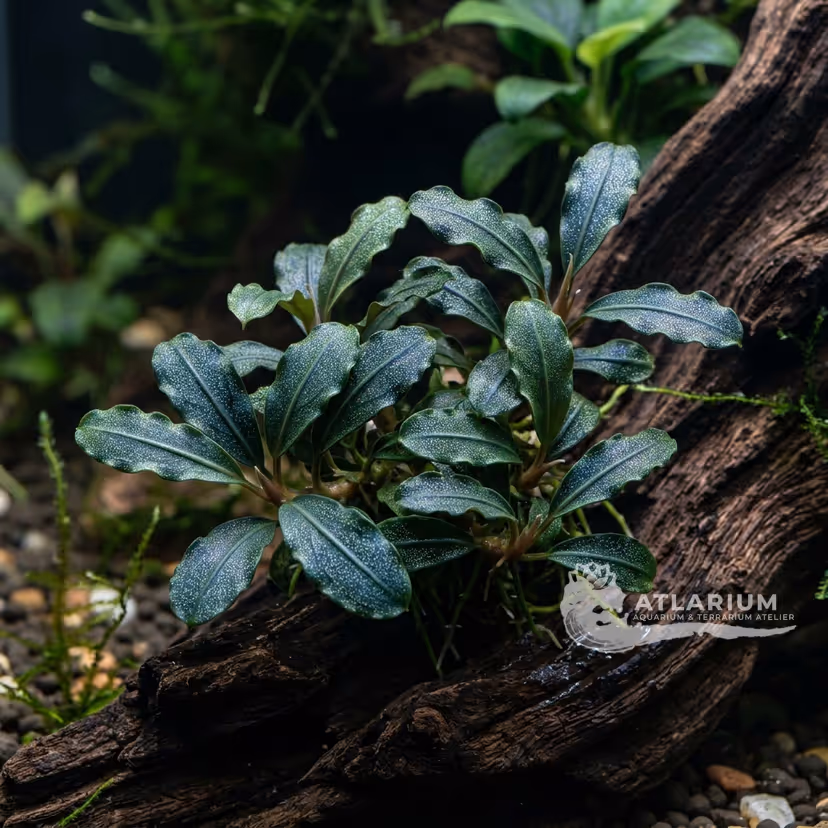 Bucephalandra sp. "Pancur Aji"