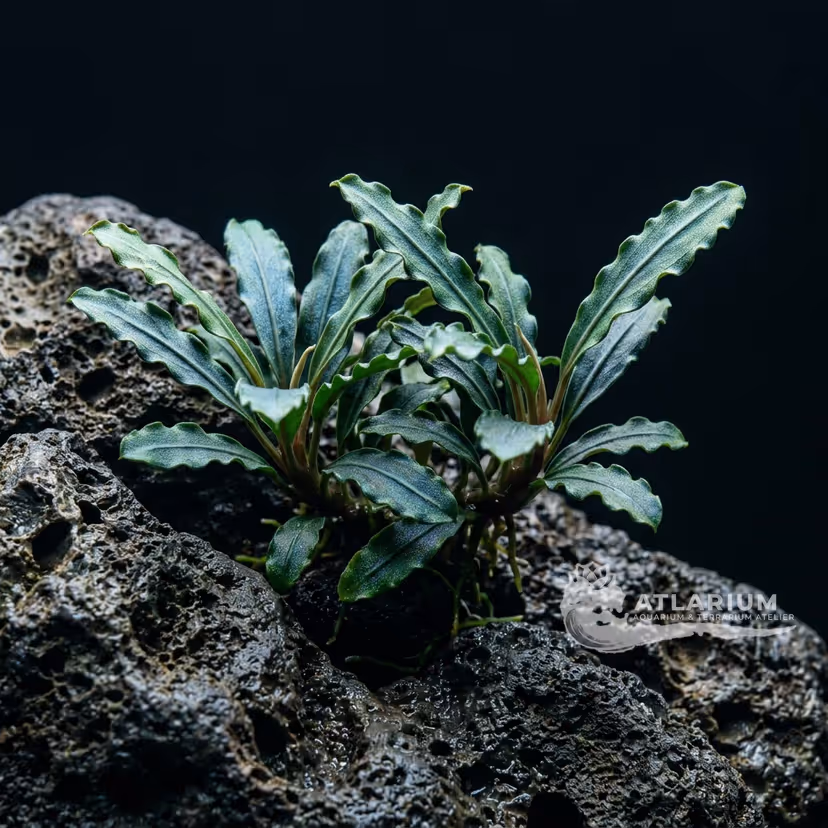 Bucephalandra sp. "Riam Macan"