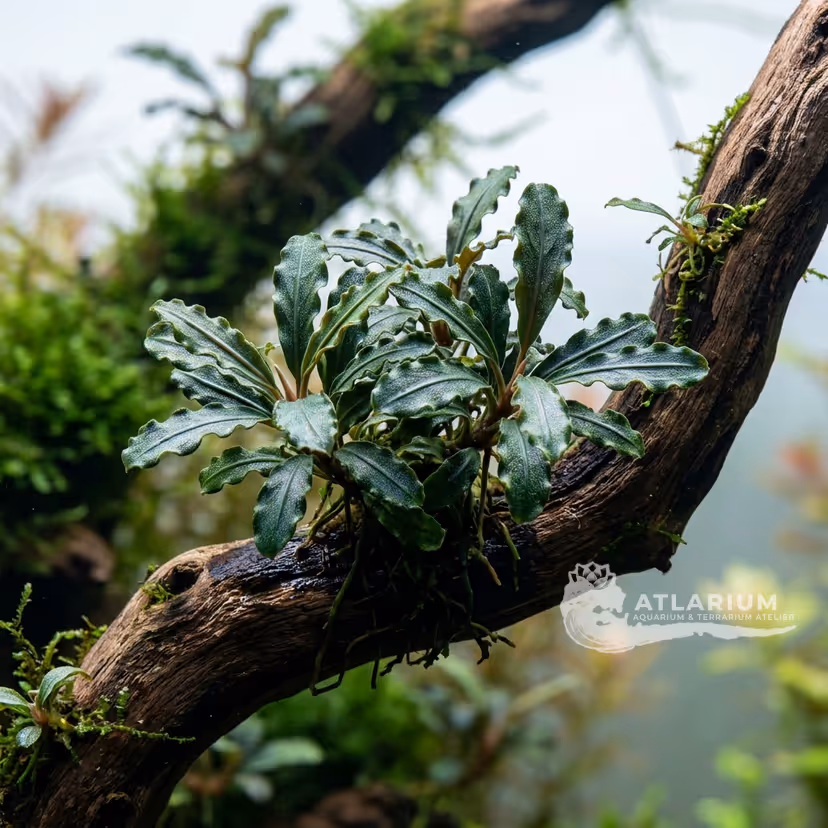 Bucephalandra sp. "Sekadau 1"