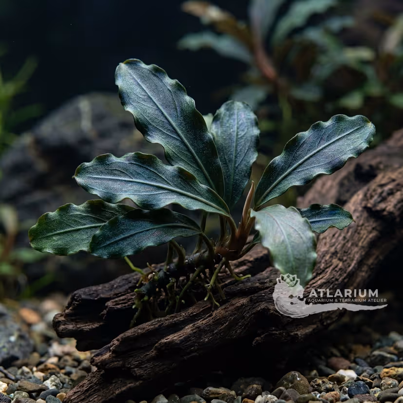Bucephalandra sp. "Sekadau 2"