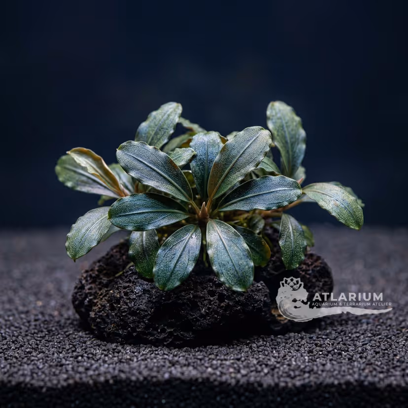 Bucephalandra sp. "Semuntai"