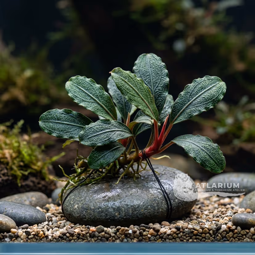 Bucephalandra sp. "Serian"