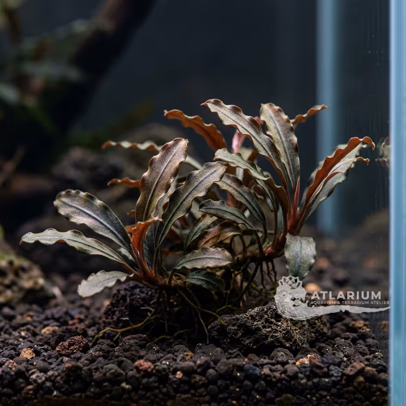 Bucephalandra sp. "Sungai Ayak"