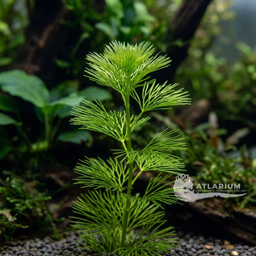 Cabomba caroliniana var. caroliniana