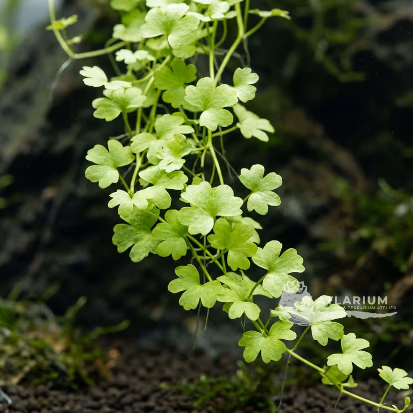 Cardamine lyrata