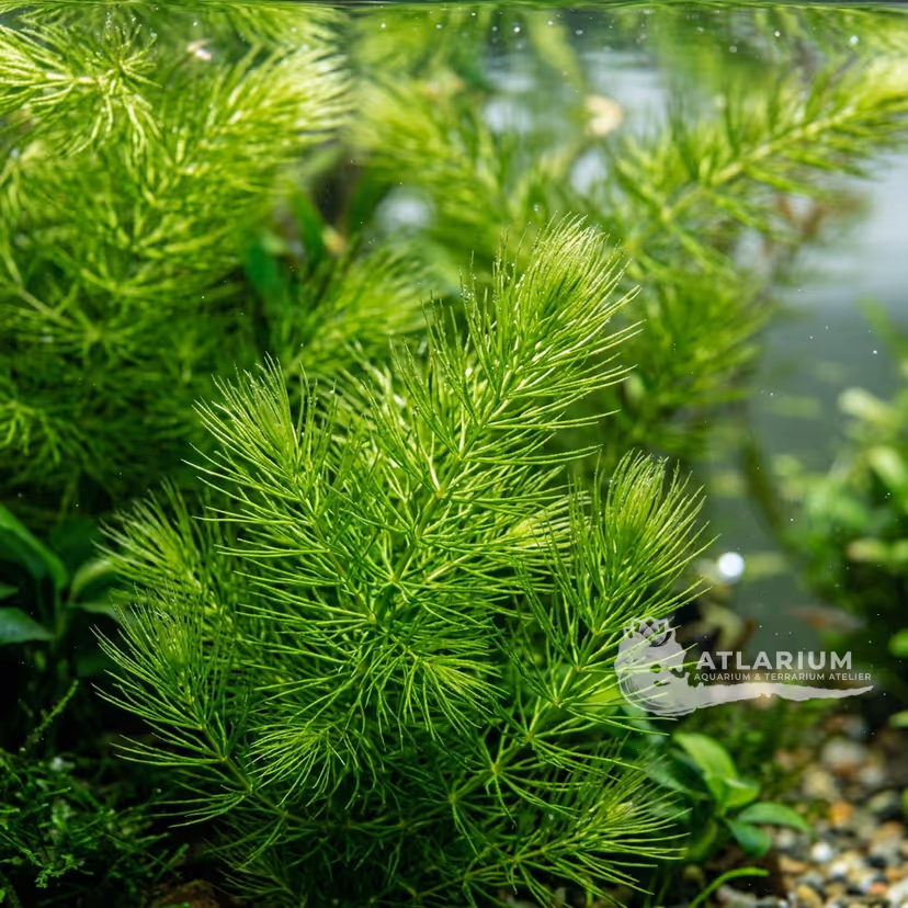 Ceratophyllum demersum