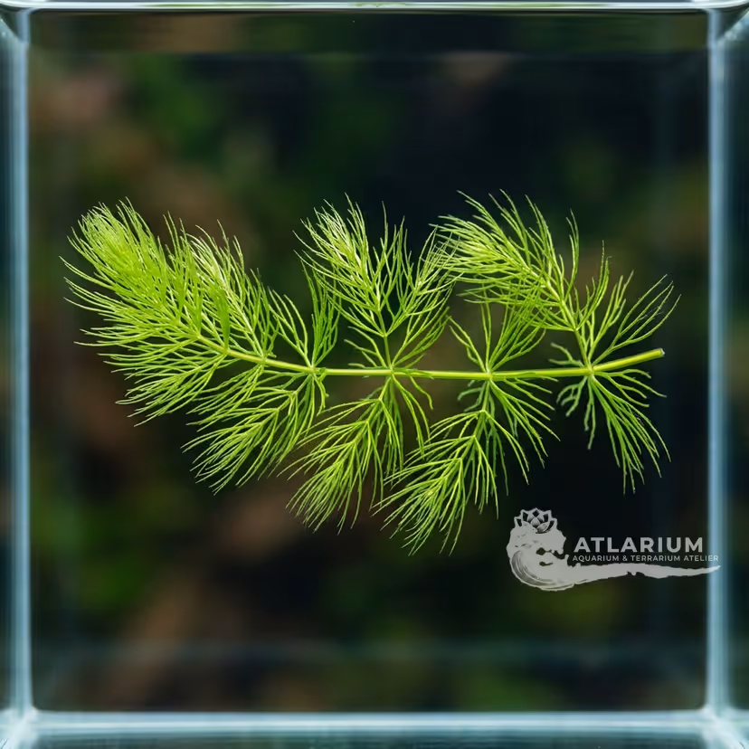 Ceratophyllum submersum