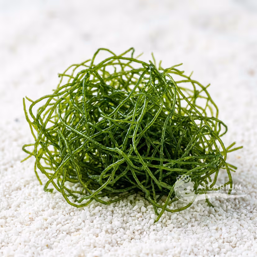 Chaetomorpha