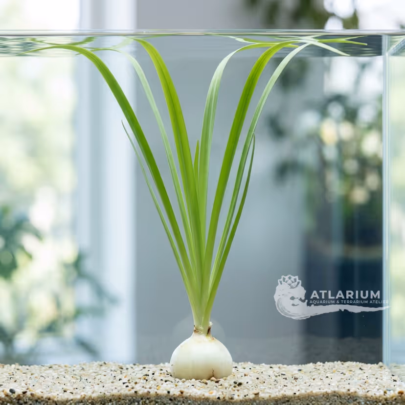 Crinum thaianum