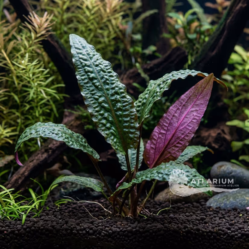 Cryptocoryne affinis