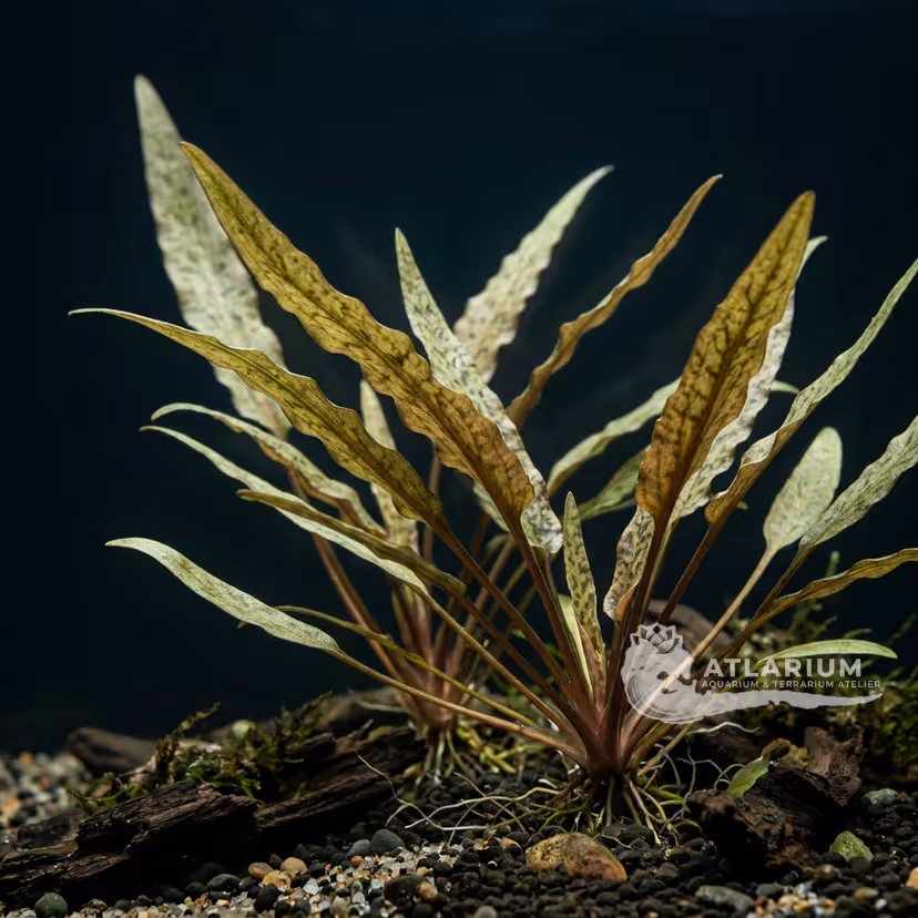 Cryptocoryne albida