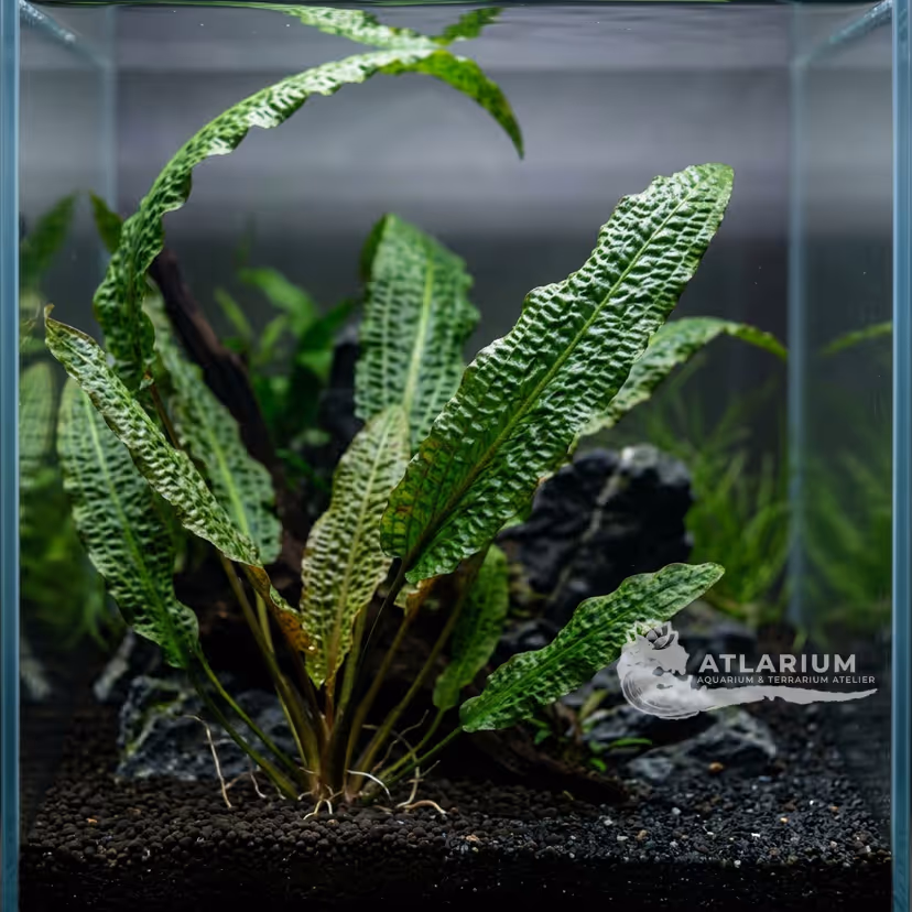Cryptocoryne aponogetifolia