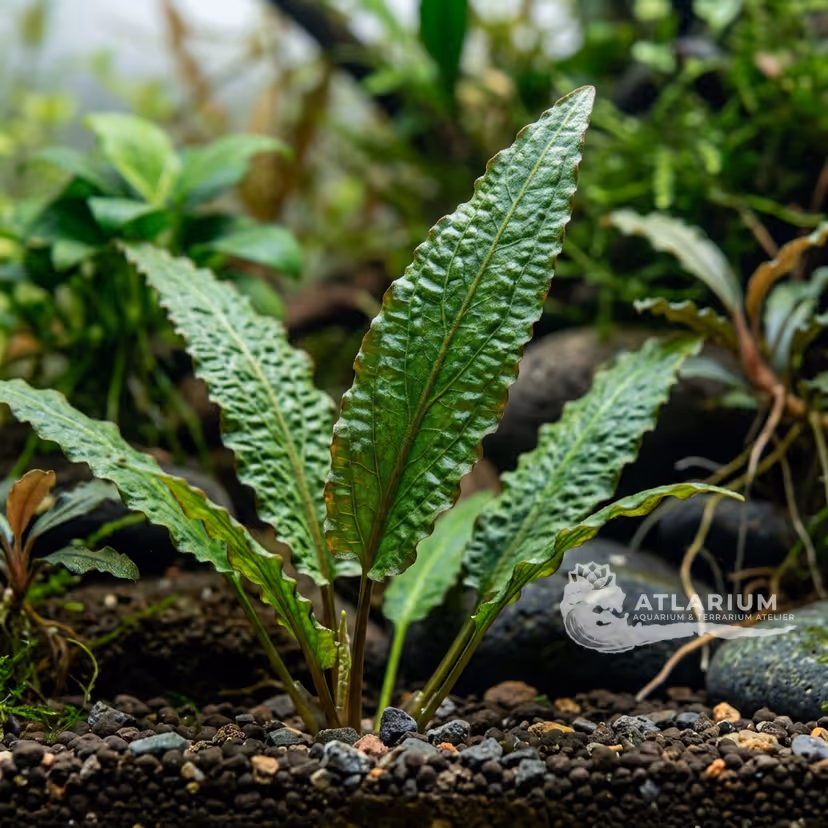 Cryptocoryne balansae