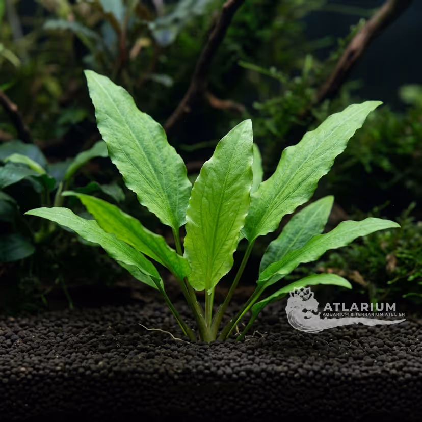Cryptocoryne beckettii