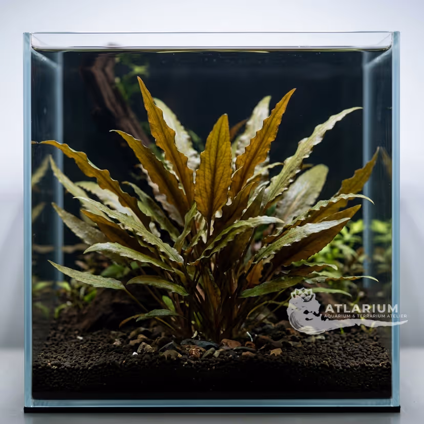 Cryptocoryne beckettii "Petchii"