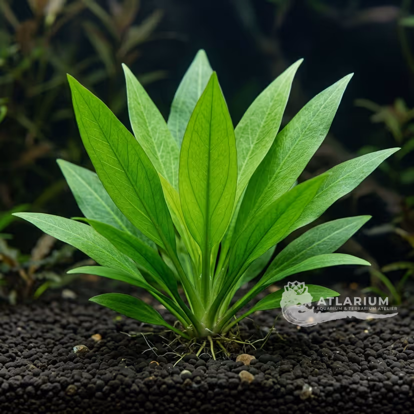 Cryptocoryne beckettii "Viridifolia"