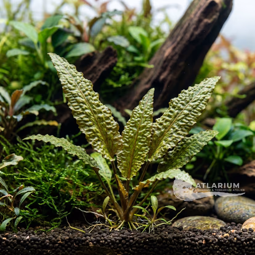 Cryptocoryne bullosa