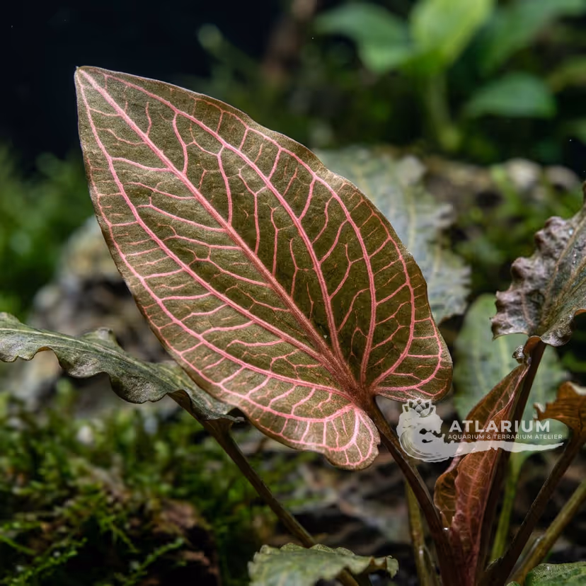 Cryptocoryne cordata var. siamensis 'Rosanervig'