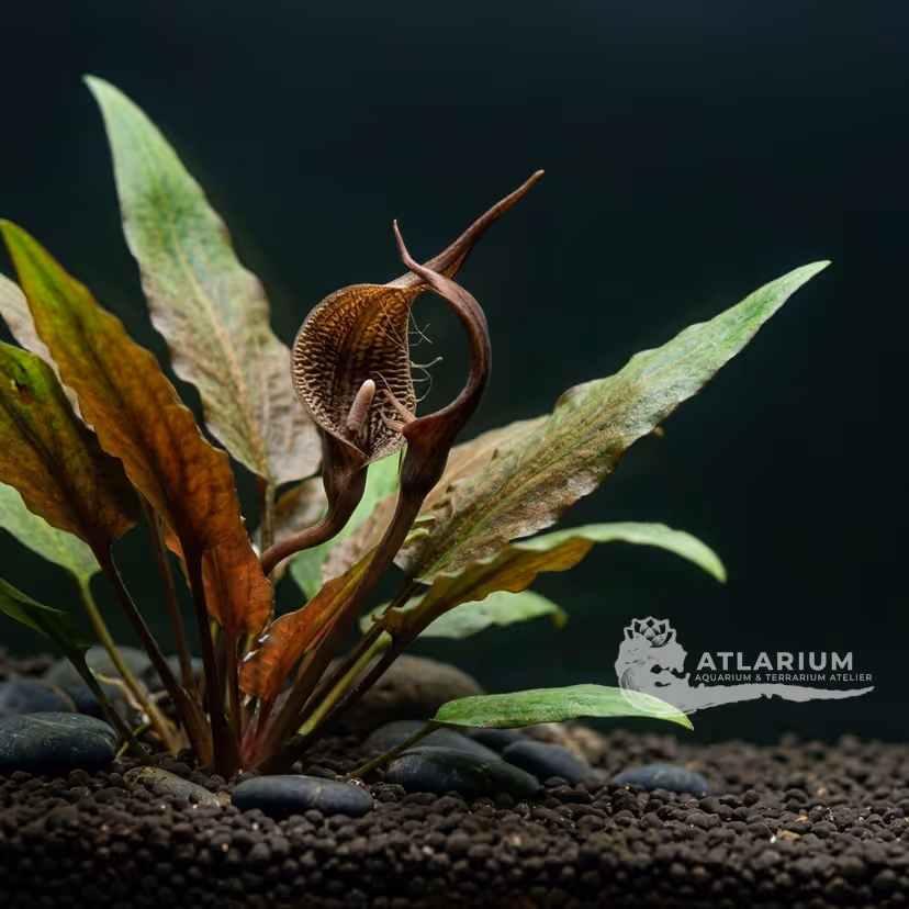 Cryptocoryne coronata