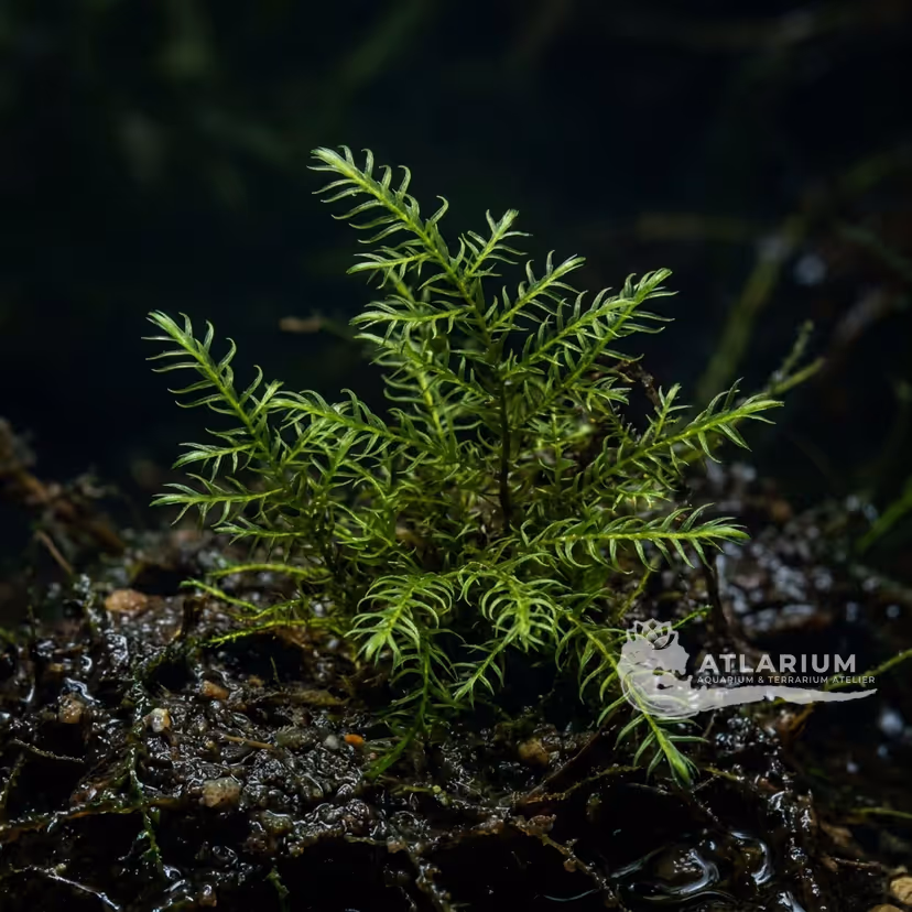 Drepanocladus aduncus