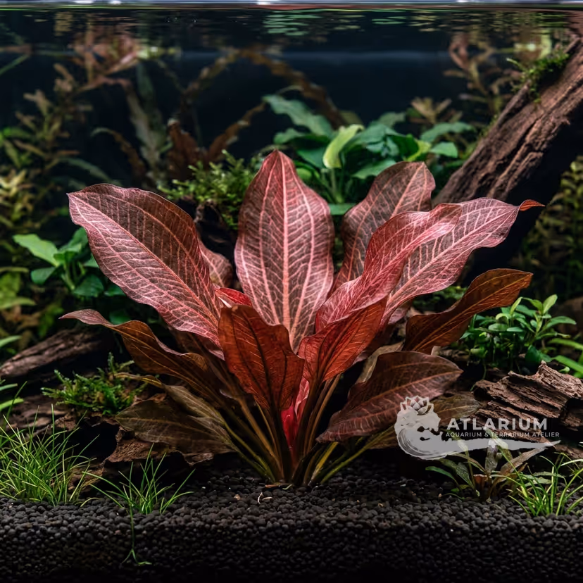 Echinodorus 'Altlandsberg'