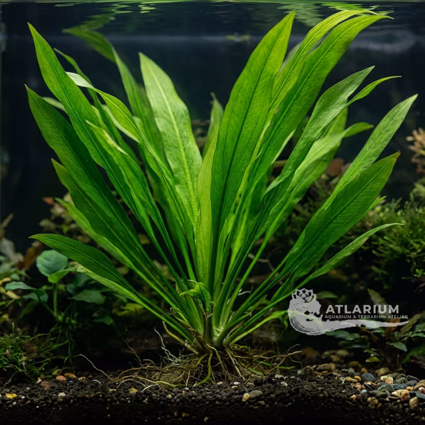 Spada dell'Amazzonia (Amazon Sword)