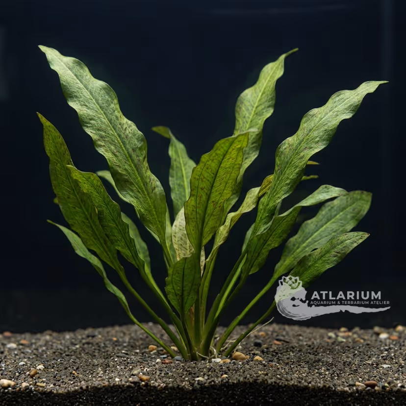 Echinodorus 'Apart'
