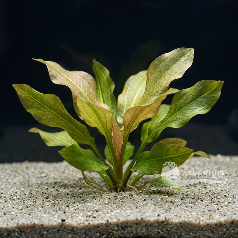 Echinodorus 'Bambi'