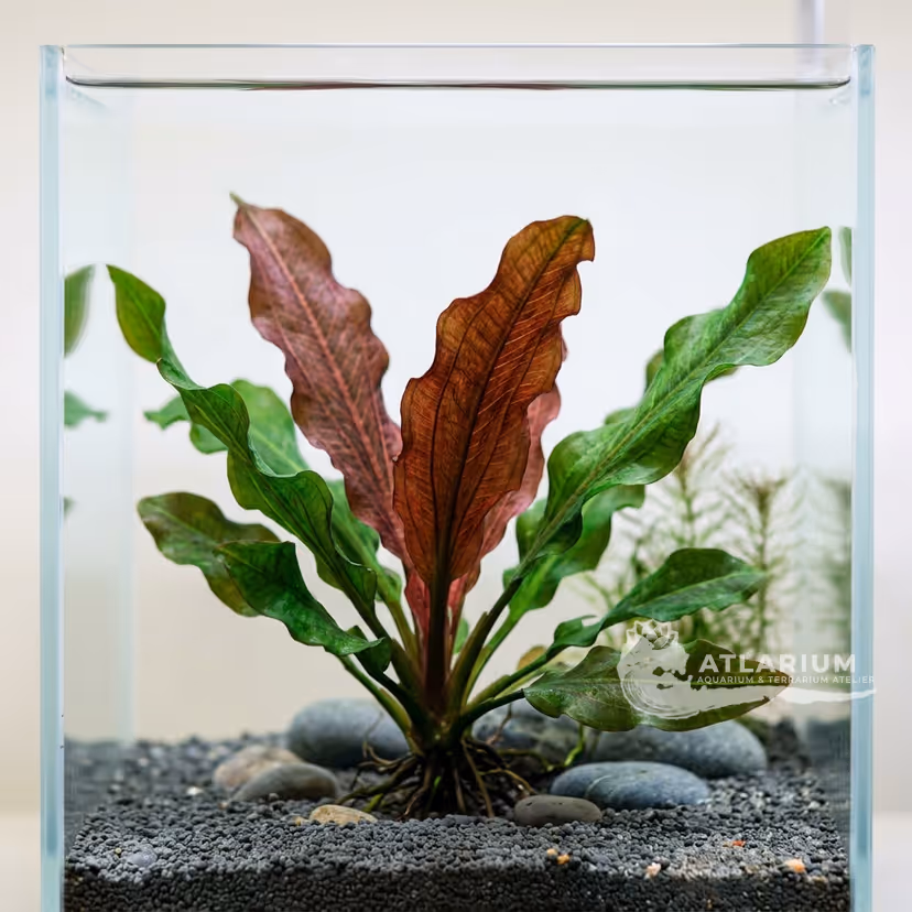 Echinodorus × barthii